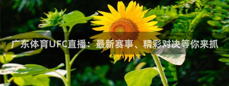 乐球直播免费观看高清：广东体育UFC直播：最新赛事、精彩对决等你来抓